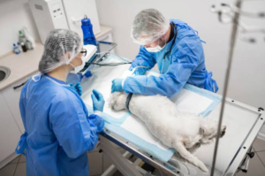 The Role Of Animal Hospitals In Managing Infectious Diseases