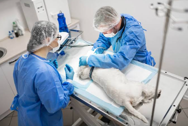 The Role Of Animal Hospitals In Managing Infectious Diseases